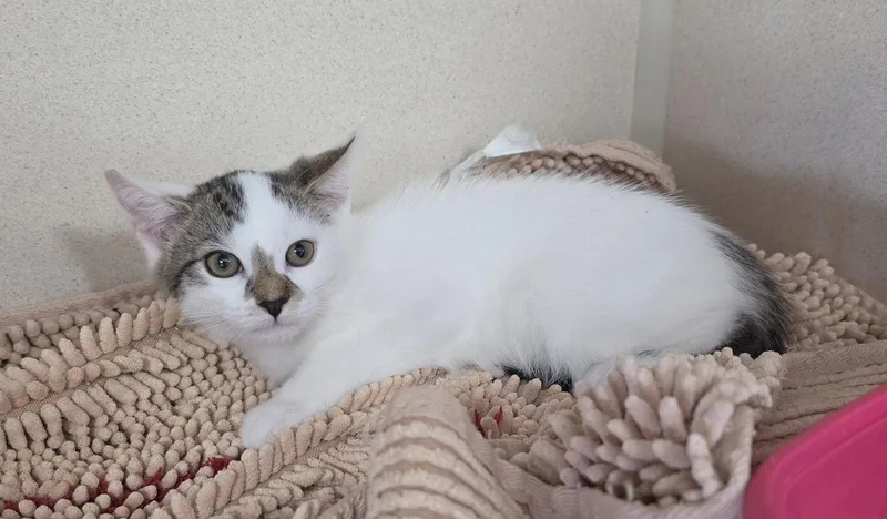 A young medium-sized female Domestic Short Hair cat named Milano for adoption in Hollywood, MD