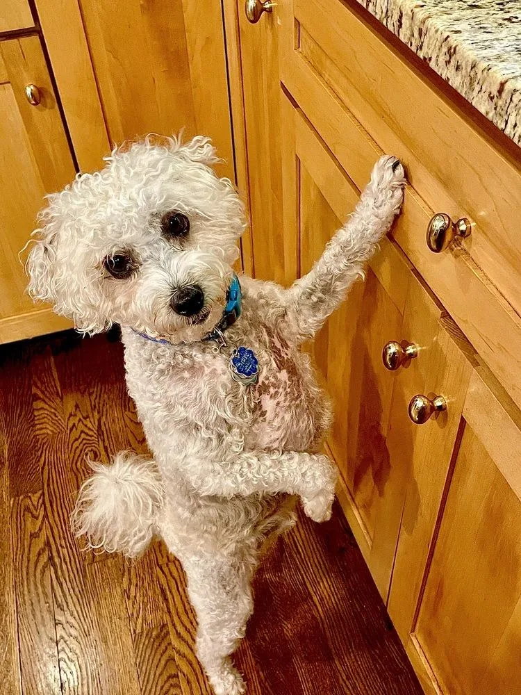 An adult small-sized male Poodle dog named Tucker for adoption in Greenlawn, NY