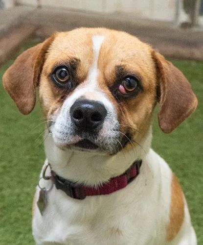 An adult medium-sized male White / Cream Puggle dog named Ram for adoption in Encinitas, CA