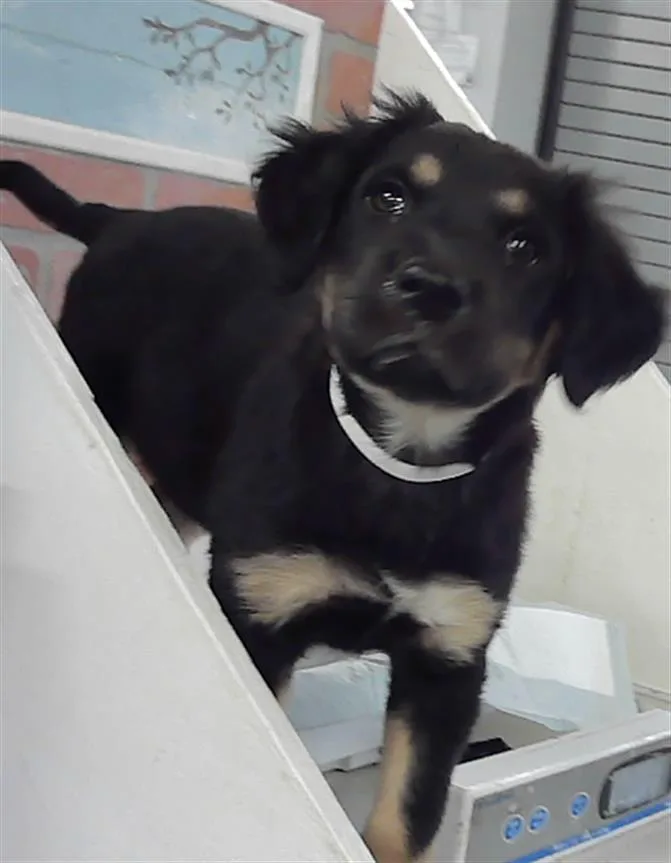 A baby small-sized female German Shepherd Dog dog named Dory for adoption in Houston, TX