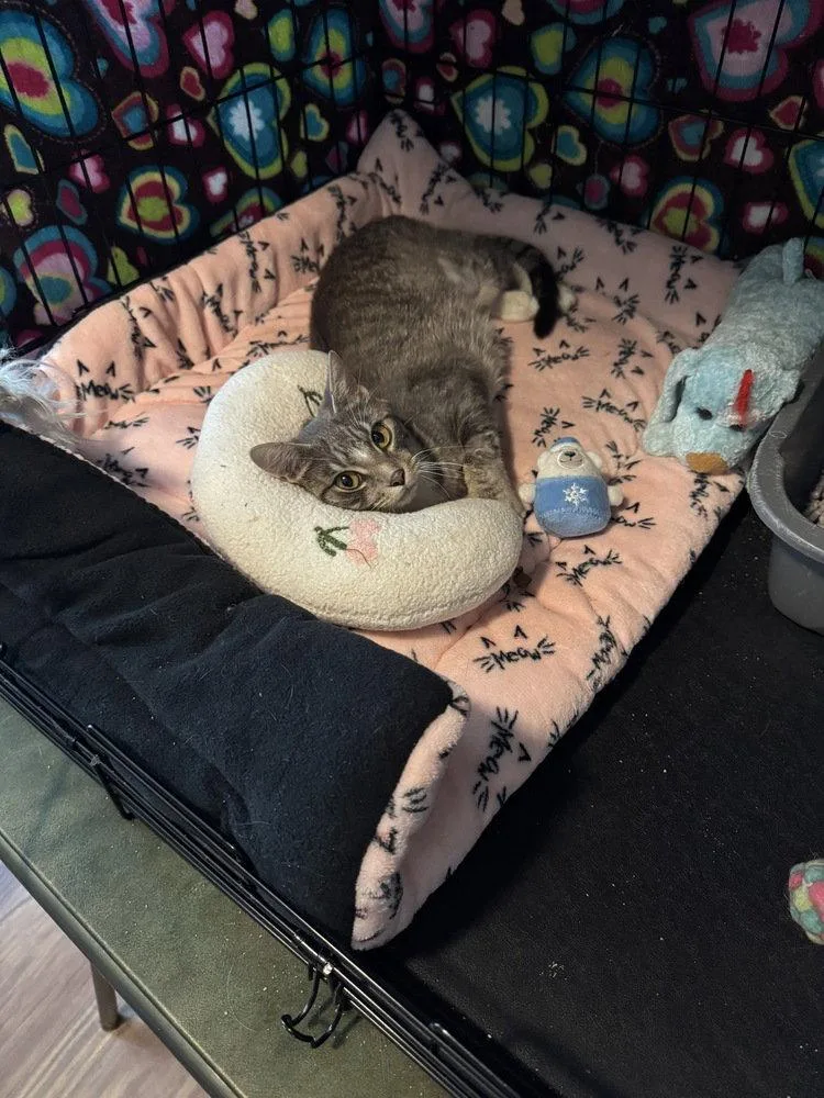 A young small-sized female Buff / Tan / Fawn Domestic Short Hair cat named Illene for adoption in O'Fallon, MO