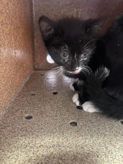 A baby small-sized female Black Domestic Short Hair cat named 61426535 for adoption in El Paso, TX