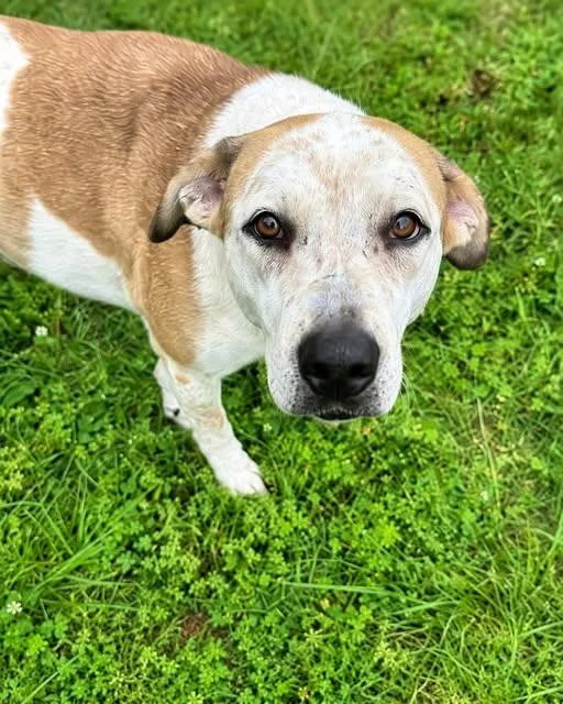 An adult medium-sized female Pointer dog named Polkey for adoption in Olympia, WA