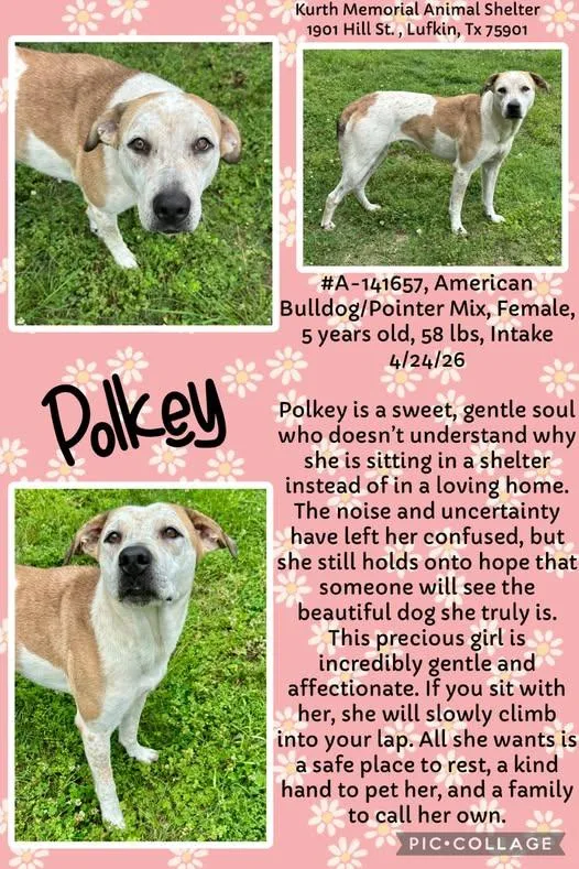 Polkey thumbnail 2