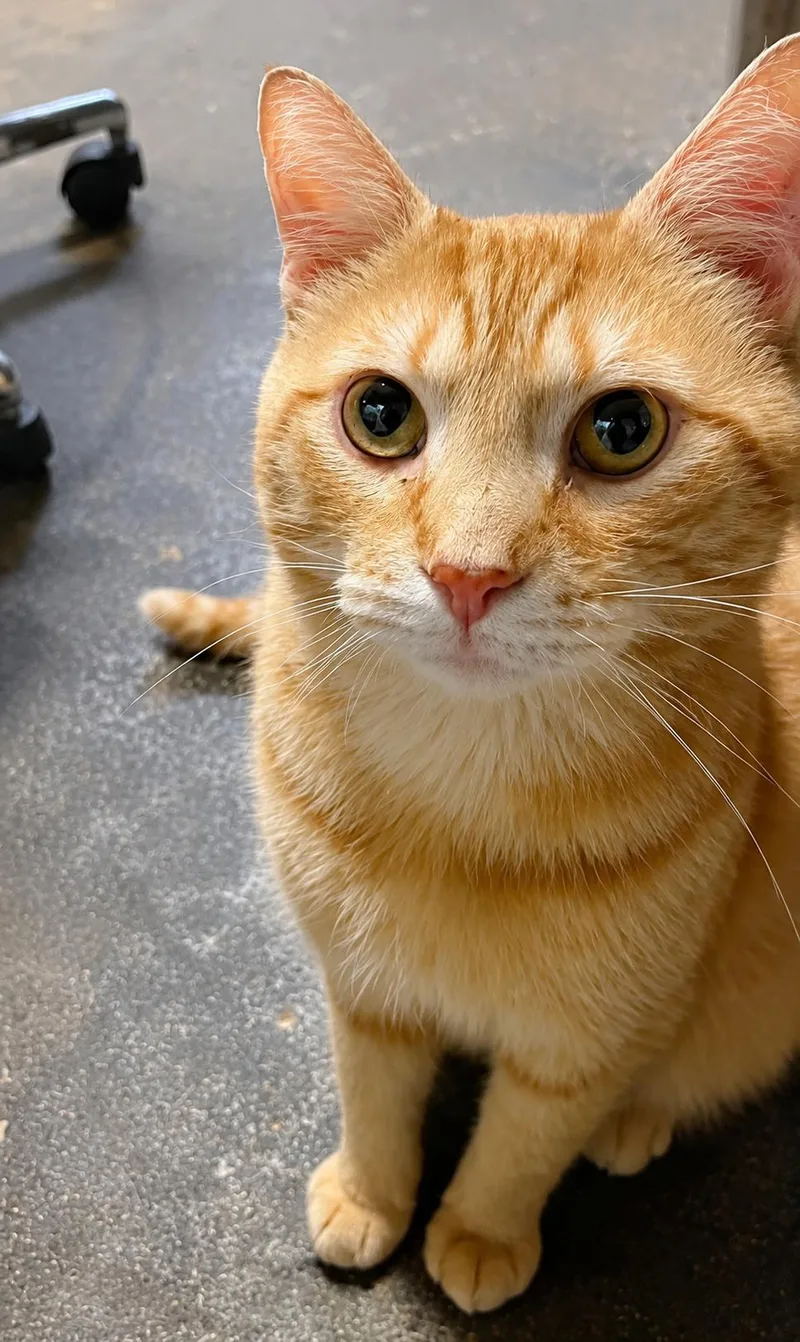 An adult medium-sized male Orange / Red Domestic Short Hair cat named Bernard for adoption in Bloomfield, NJ