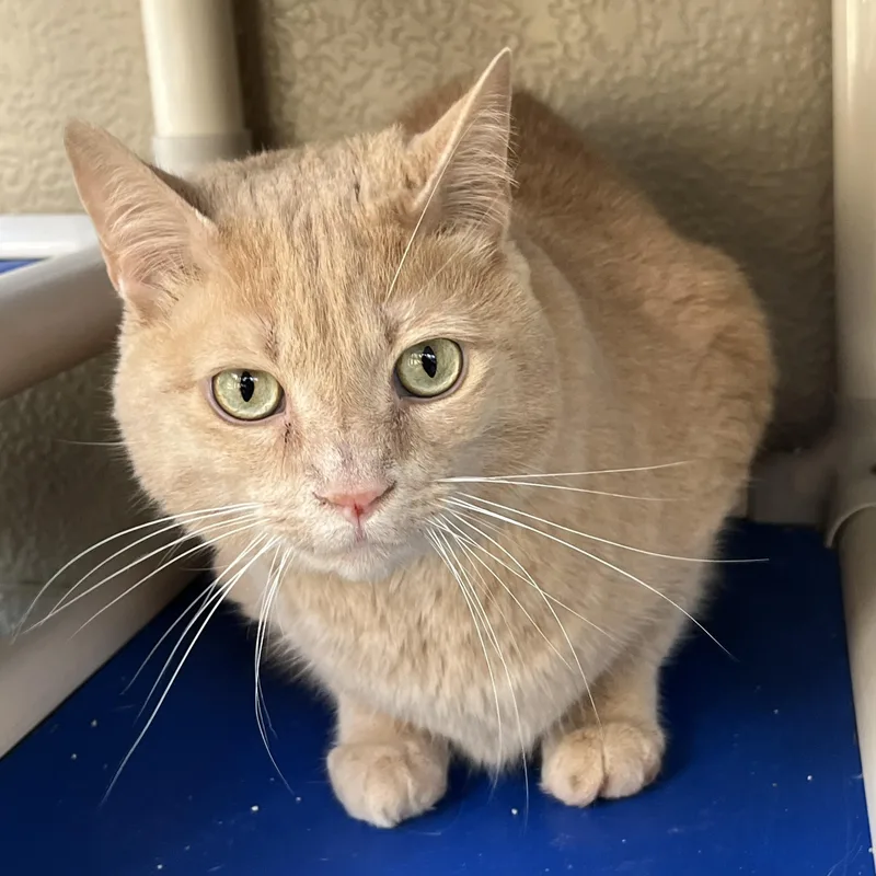 An adult large-sized male American Bobtail cat named Earl for adoption in Cashiers, NC
