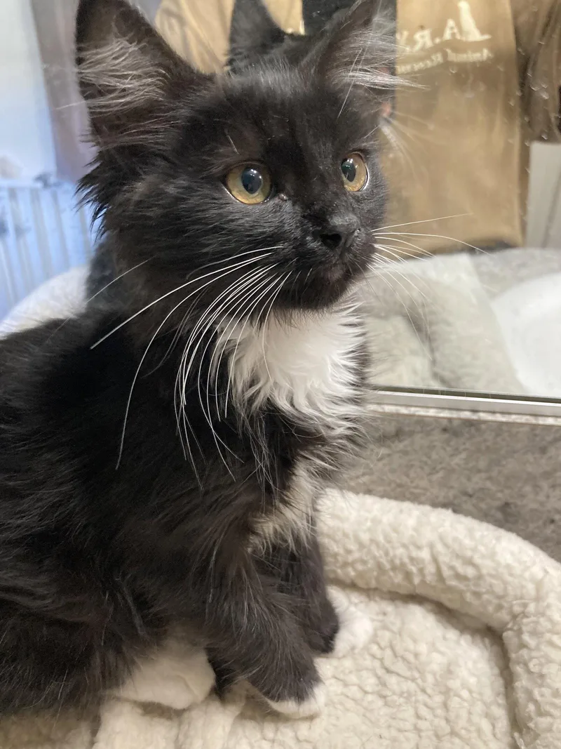 A baby small-sized female Black & White / Tuxedo Domestic Medium Hair cat named Croissant for adoption in San Diego, CA