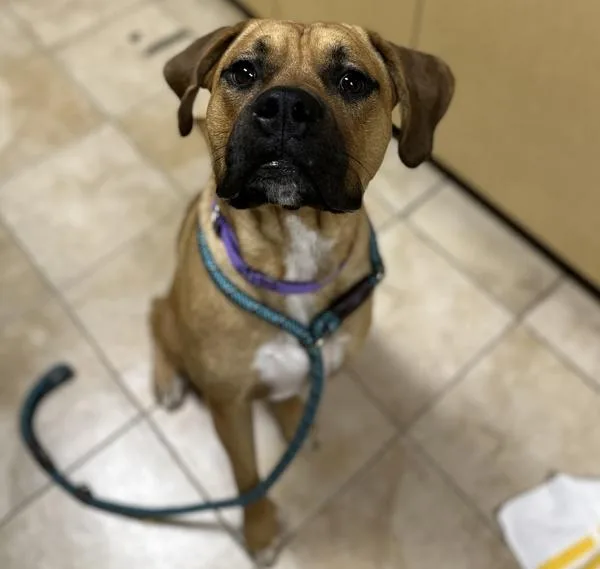 A young large-sized male Boxer dog named Waffles for adoption in Troutdale, OR