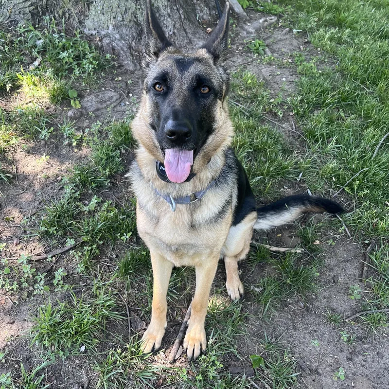 An adult large-sized female German Shepherd Dog dog named Luna for adoption in Coldwater, MI