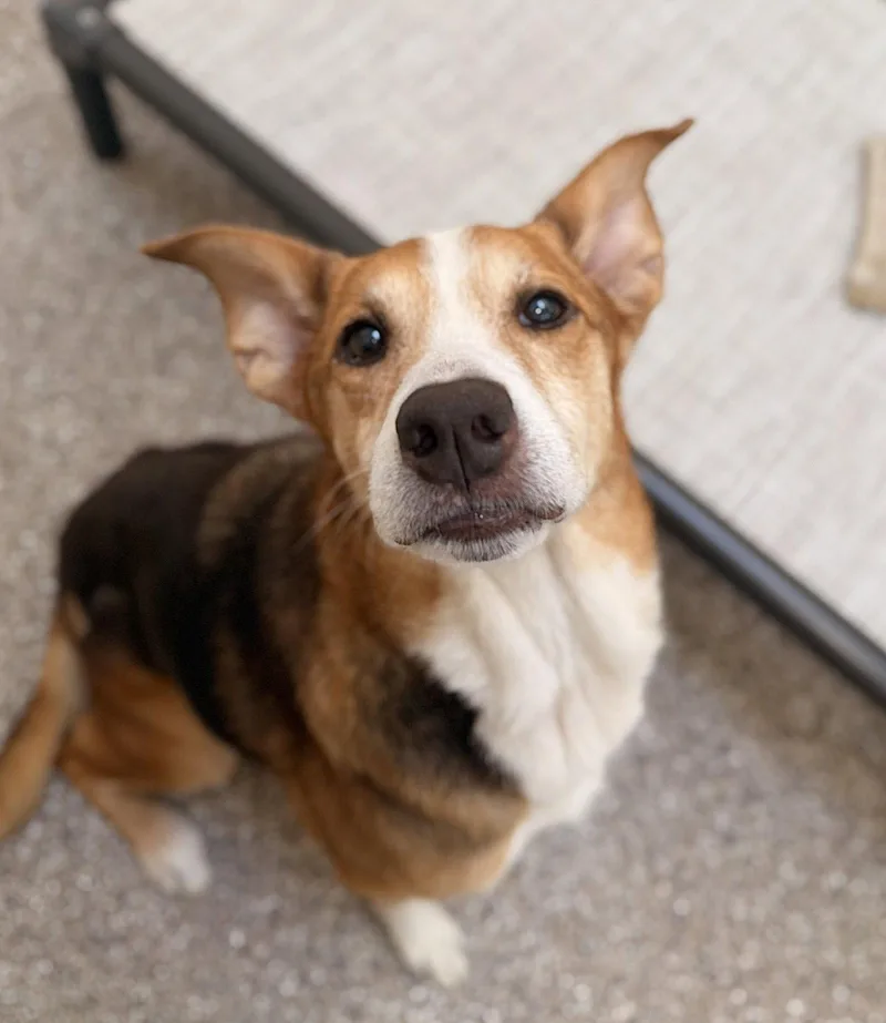 A senior medium-sized female Beagle dog named Pip Squeak for adoption in Hilton Head Island, SC