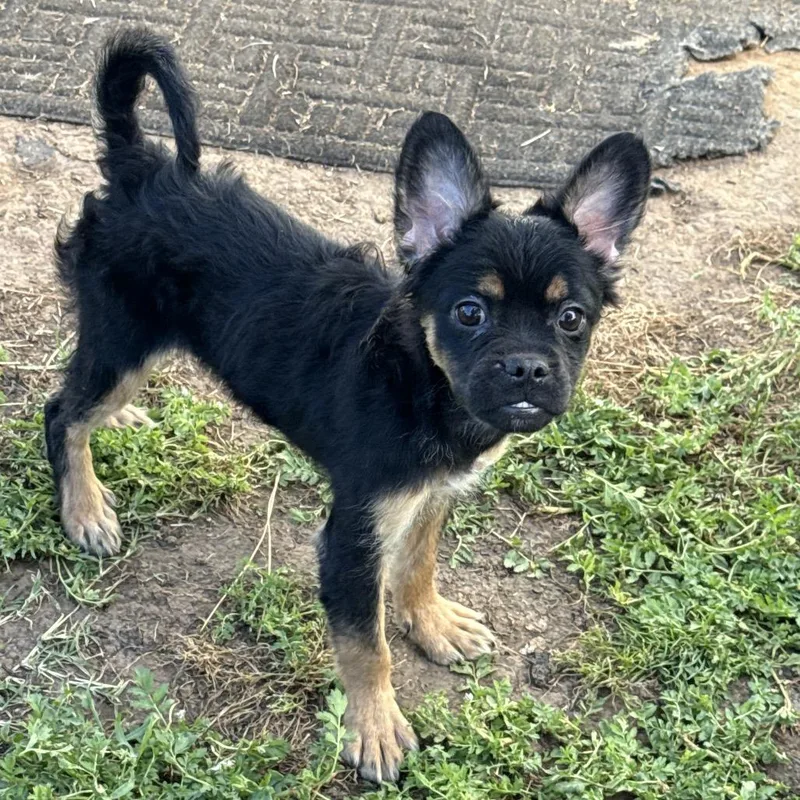 A baby small-sized male Black French Bulldog dog named Truffle M for adoption in Sacramento, CA