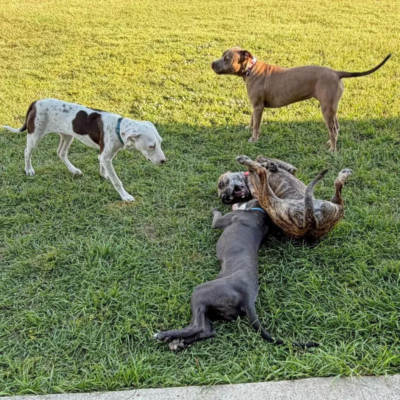 A young medium-sized female Hound dog named Paisley for adoption in Bloomfield, CT