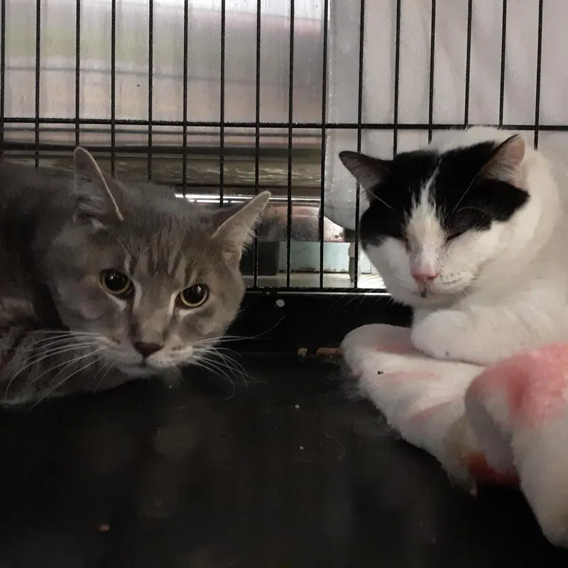 A senior extra large-sized female White Domestic Short Hair cat named Simone for adoption in Spokane, WA