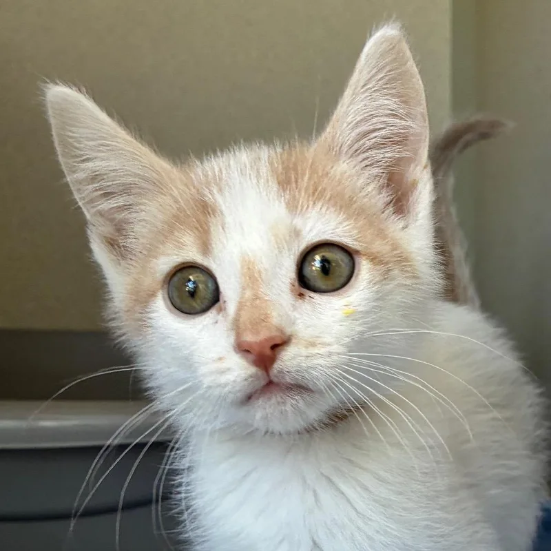 A baby small-sized male White Domestic Short Hair cat named Caesar for adoption in Redwood City, CA
