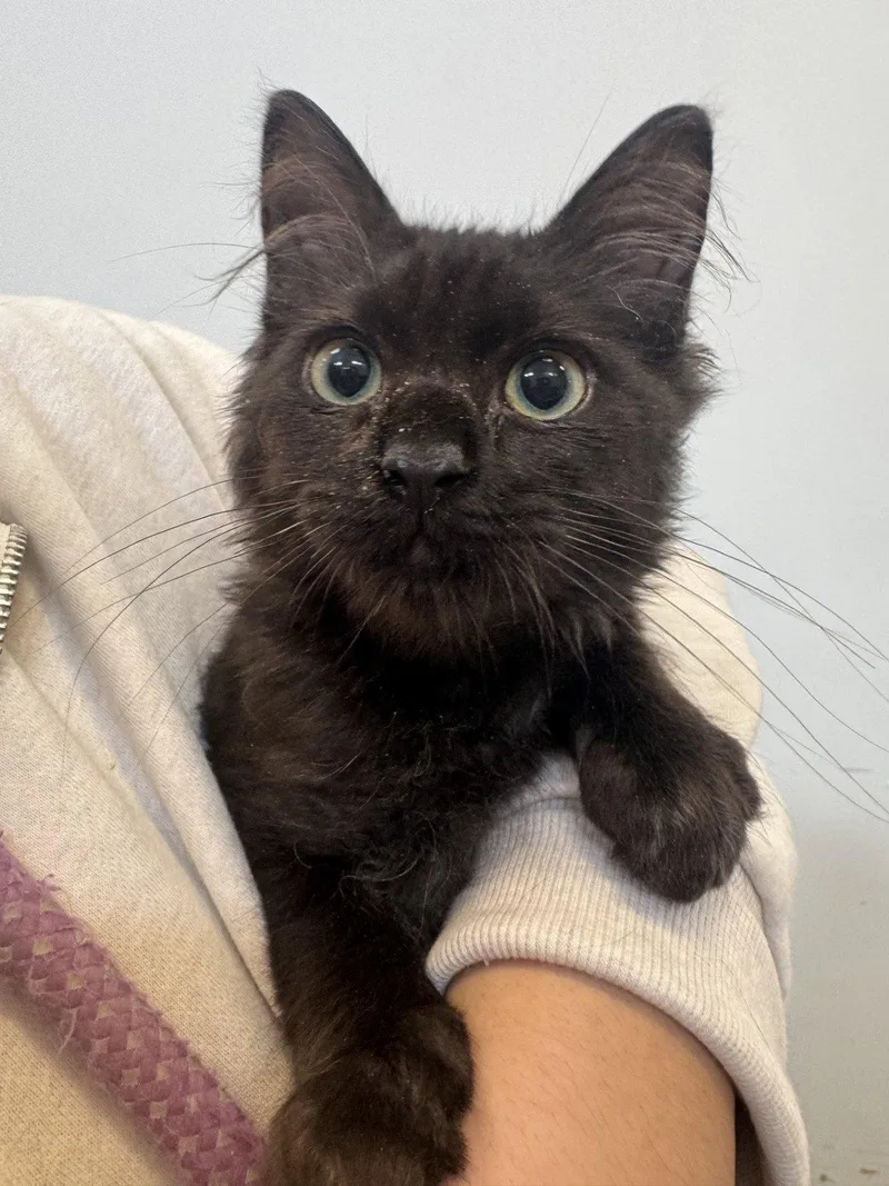 A young small-sized male Domestic Medium Hair cat named Kade for adoption in Hilton Head Island, SC