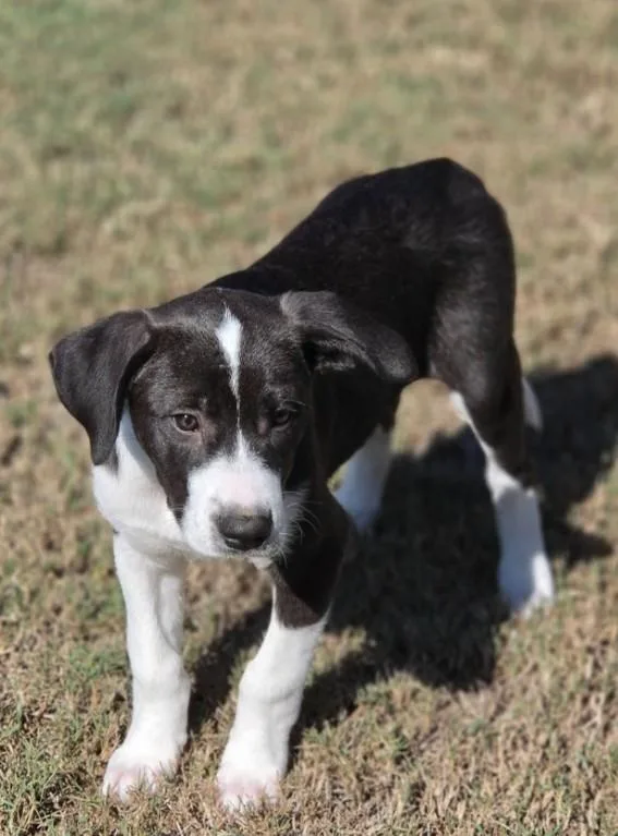 A baby large-sized female Great Pyrenees dog named Lottie for adoption in Morrilton, AR