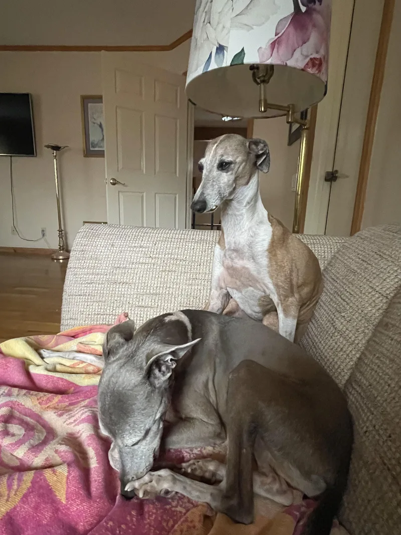 Jetson And Apollo thumbnail 3