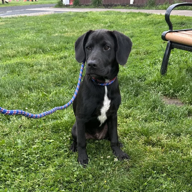 A young large-sized male Black Labrador Retriever dog named Jimmy for adoption in Quakertown, PA