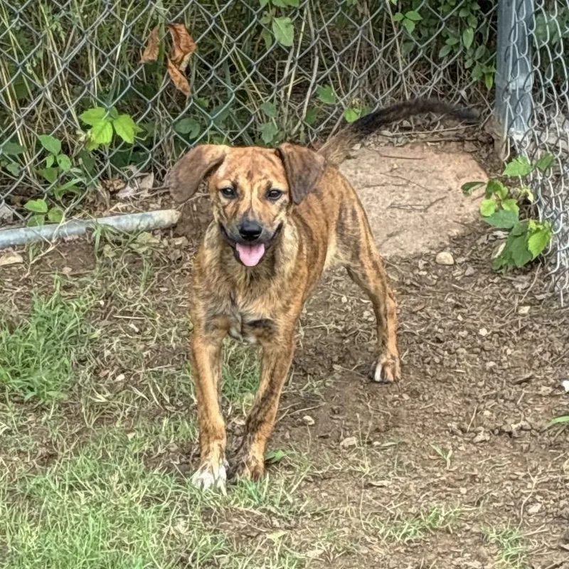 A baby medium-sized female Brindle Hound dog named Cinna for adoption in Pelham, NH