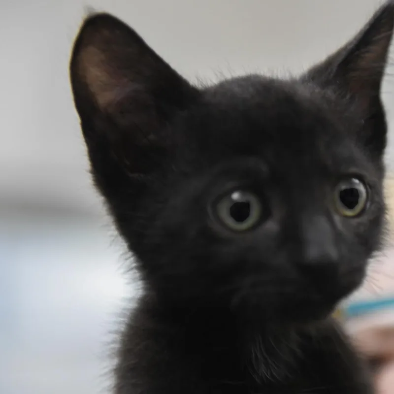A baby small-sized male Black Domestic Short Hair cat named Porsche for adoption in Redwood City, CA