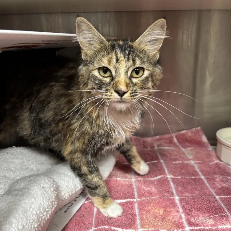 A young medium-sized female Domestic Long Hair cat named Sable for adoption in Starkville, MS