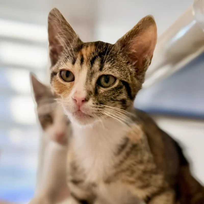 A baby small-sized female Domestic Short Hair cat named Hazel Brooks for adoption in Los Angeles, CA