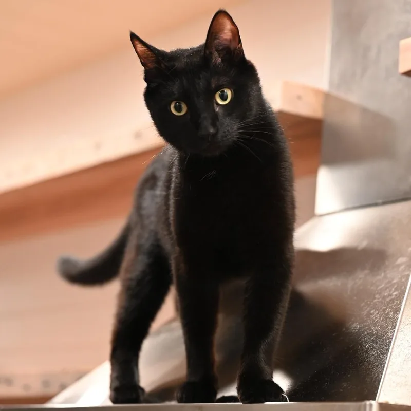 An adult medium-sized male Domestic Short Hair cat named Primo for adoption in Jupiter, FL