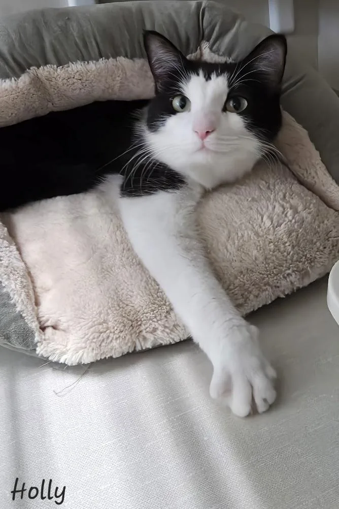 An adult medium-sized female Domestic Medium Hair cat named Holly for adoption in Key Largo, FL