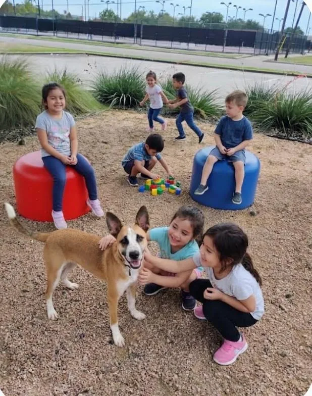 A young medium-sized male Golden Australian Cattle Dog / Blue Heeler named Butters Your Snuggle Buddy for adoption in Baytown, TX