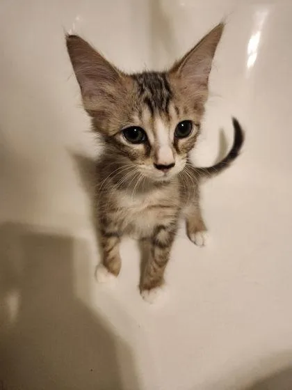 A baby medium-sized female Domestic Short Hair cat named Marina Rae Louisville for adoption in Savannah, GA