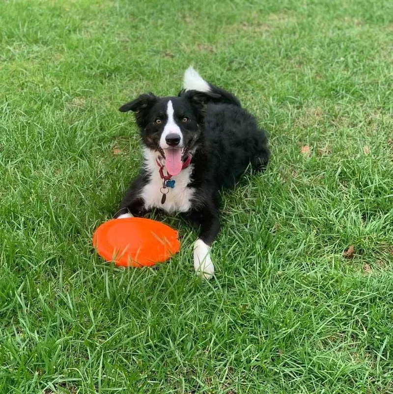 A senior medium-sized male Border Collie dog named Jack for adoption in Bridgeton, NJ
