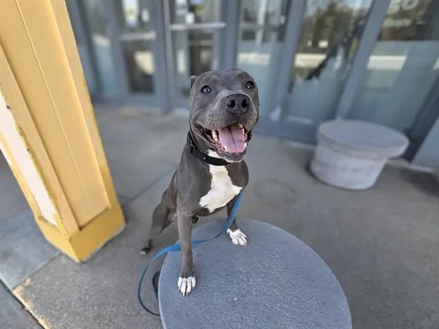An adult medium-sized female Boxer dog named Maud for adoption in Omaha, NE