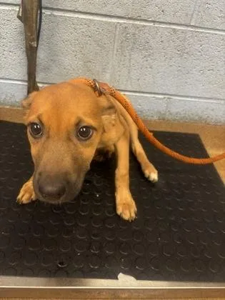 A baby small-sized female Mixed Breed dog named Monroe for adoption in Chamblee, GA