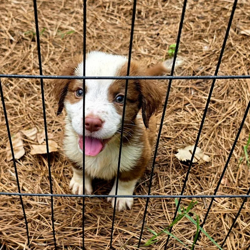 Flynn