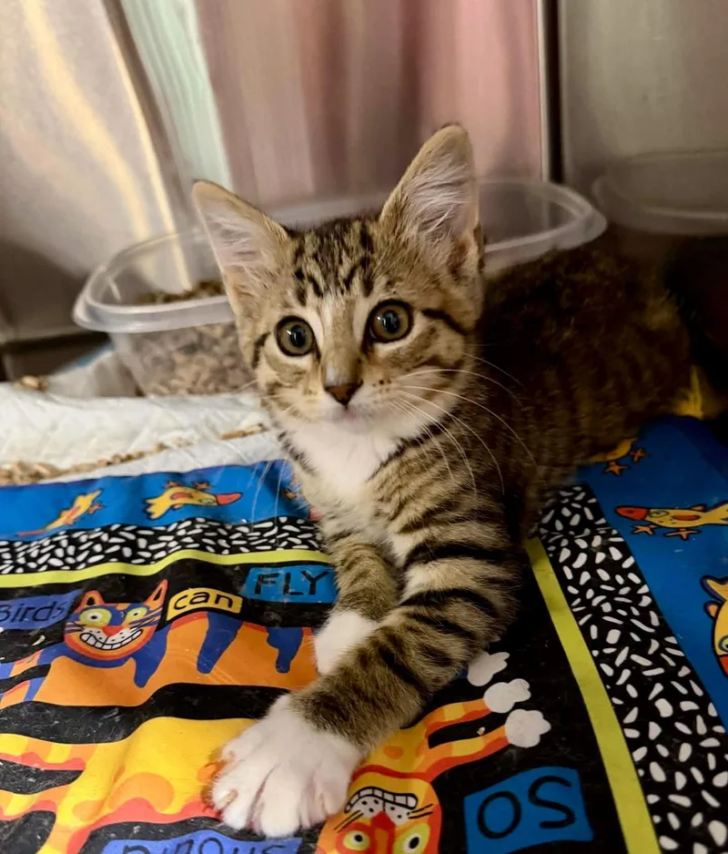 A baby small-sized female Tabby (Buff / Tan / Fawn) Domestic Short Hair cat named Fern for adoption in Dysart, IA