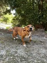 An adult medium-sized female Terrier dog named Maple for adoption in Cashiers, NC