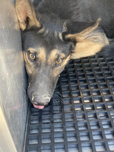 A young large-sized male Mixed Breed dog named Black for adoption in Dallas, TX