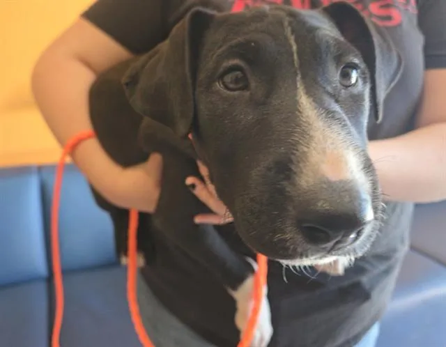 A baby small-sized female Labrador Retriever dog named Sage for adoption in Tustin, CA