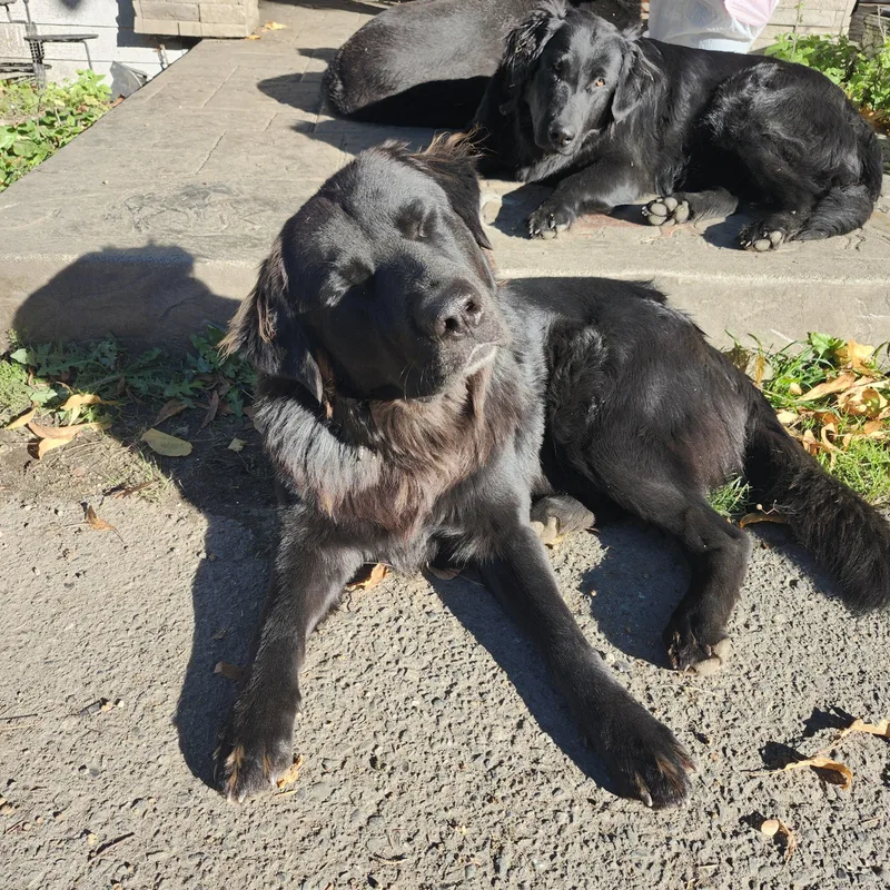 An adult large-sized male Flat-Coated Retriever dog named Flat Coated Retrievers for adoption in Kirkland, WA