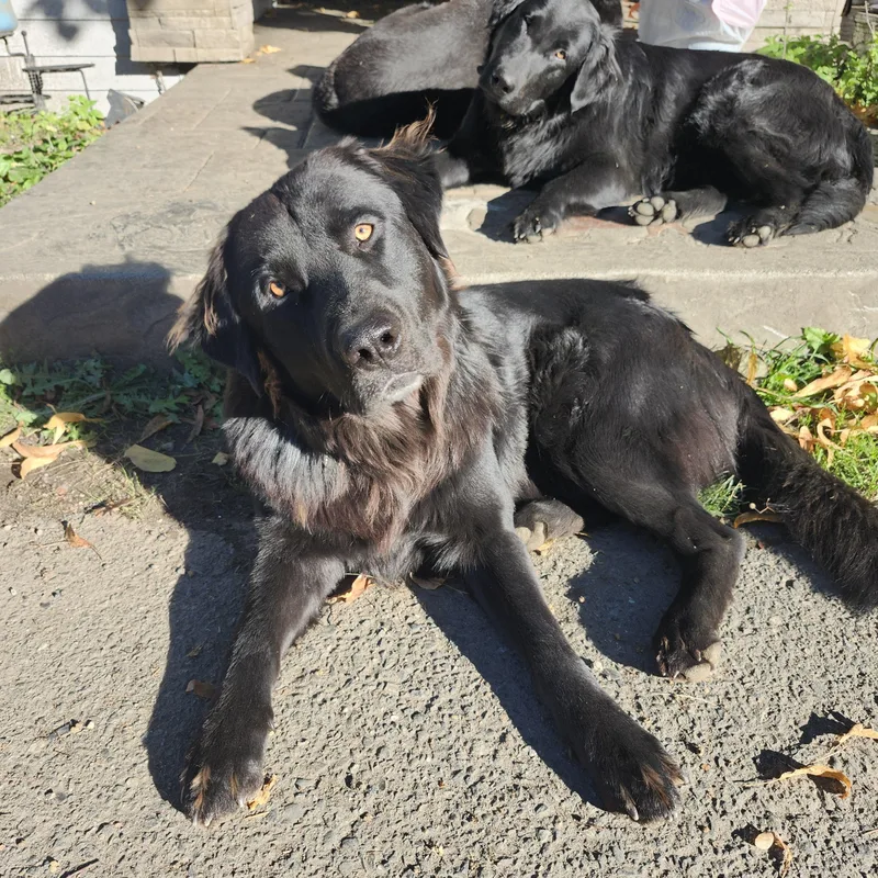 Flat Coated Retrievers thumbnail 2