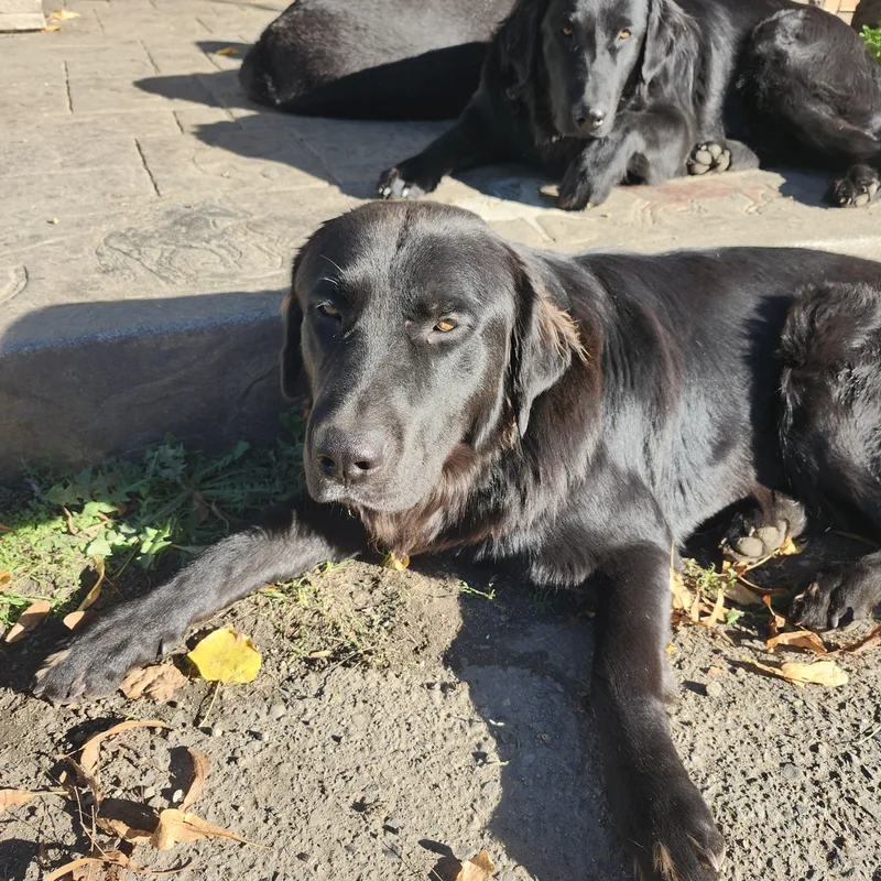 Flat Coated Retrievers thumbnail 3