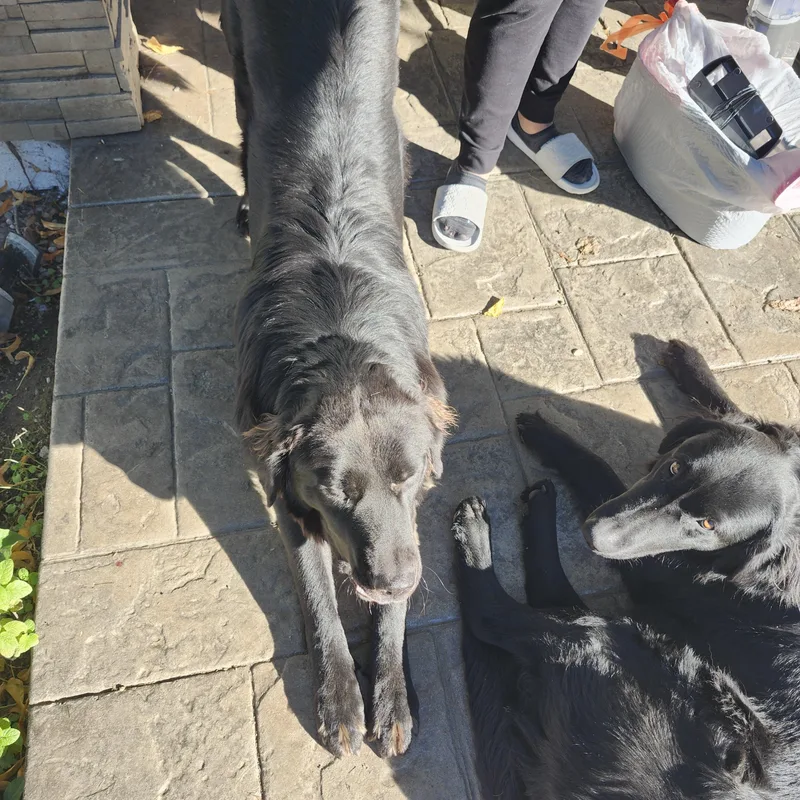Flat Coated Retrievers thumbnail 4