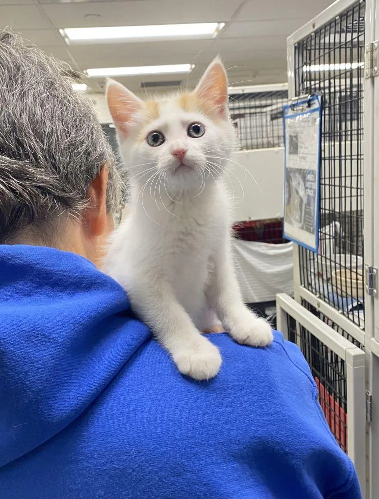 A baby small-sized male White Domestic Short Hair cat named Donald for adoption in Alexandria, VA