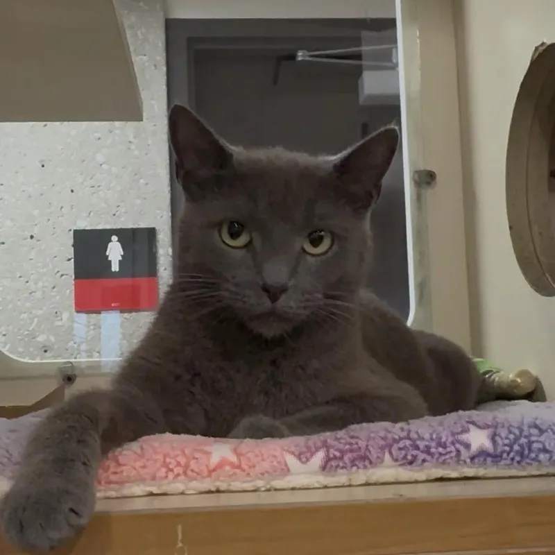 An adult medium-sized female Gray / Blue / Silver Domestic Short Hair cat named Poptart for adoption in Hinsdale, IL