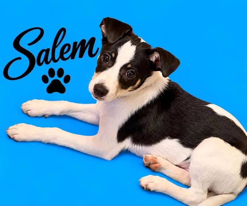 Salem thumbnail 2