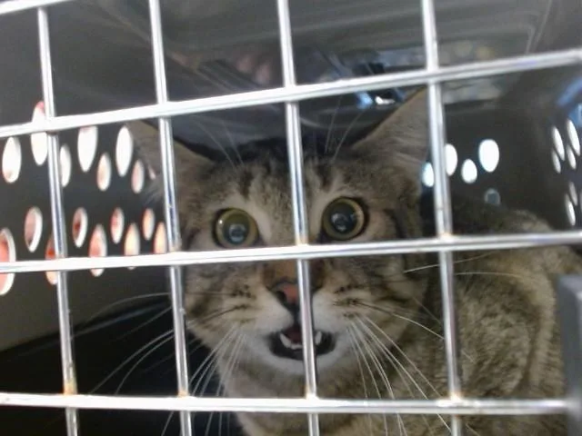 A young small-sized female Domestic Short Hair cat named Neddy for adoption in Oklahoma City, OK