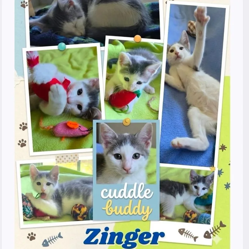 A baby small-sized male Gray / Blue / Silver Domestic Short Hair cat named Zinger for adoption in Orangevale, CA