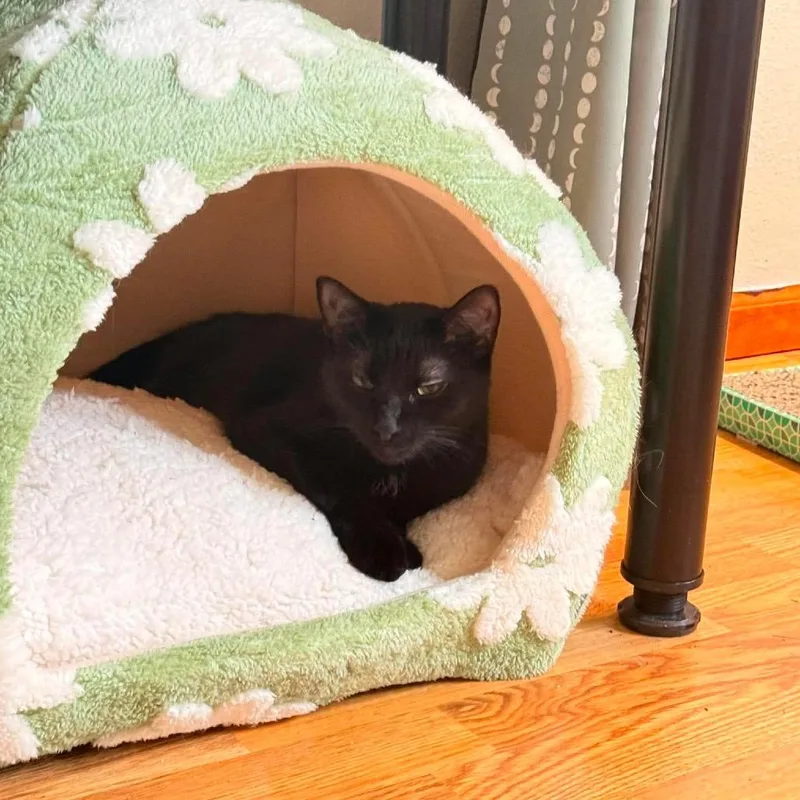 A young medium-sized female Black Domestic Short Hair cat named Blinky for adoption in Stoughton, WI