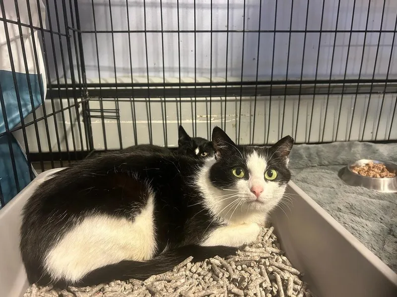 Sassy Syosset thumbnail 2