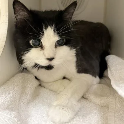 An adult small-sized female Domestic Long Hair cat named Magic for adoption in Lowell, MA